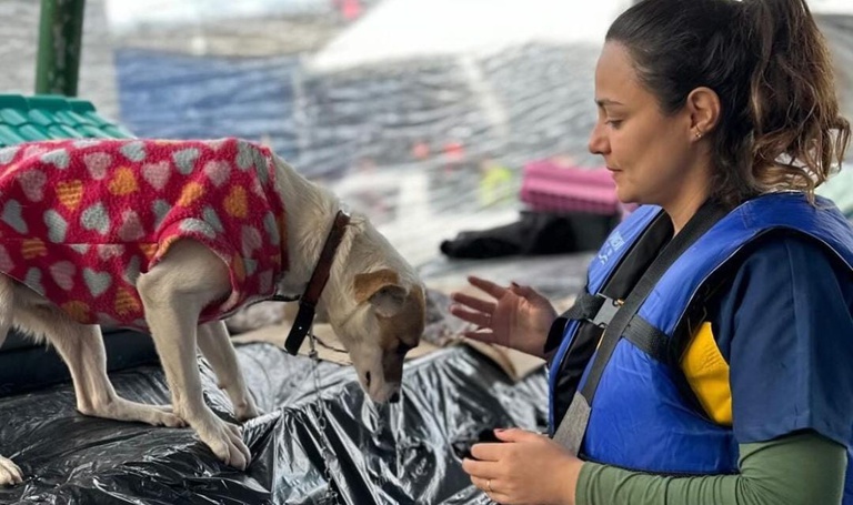 Governo Federal contribuirá com recursos no resgate e cuidado de pets no Rio Grande do Sul
