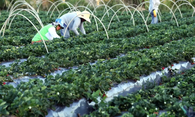 AgroAmigoimpulsionaagriculturafamiliareajudaBrasilasairdoMapadaFome_0090053001753809808.webp