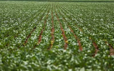 Agriculturagovernopublicapreosmnimosparasafradevero202627_0332516001784981687.jpeg