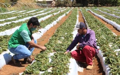 ElNioem2026impactosnaagriculturabrasileira_0672146001784938500.jpeg