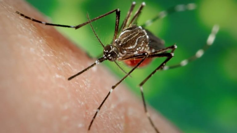 MinistriodaSadealertaparariscodeaumentodedengueechikungunyacomavanodoElNio_0348638001784924143.jpeg
