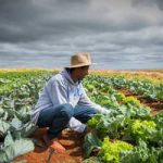 Renegociaodedvidasruraisnochegaaoprodutordizbancadadoagro_0462507001789443890.jpeg